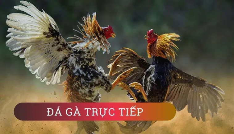 Cách Chơi Đá Gà WS168 Tại K9Win Dễ Dàng Thắng Lớn 2 Cách Chơi Đá Gà WS168 Tại K9Win Dễ Dàng Thắng Lớn