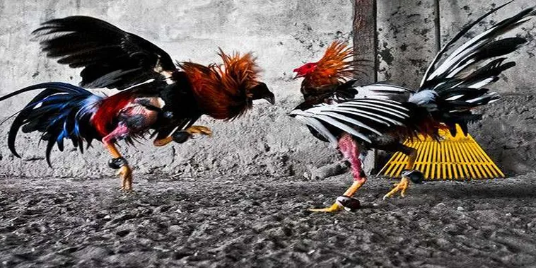 Bí Quyết Chơi Đá Gà GA28 Tại K9Win Dễ Thắng Nhất 2 Bí Quyết Chơi Đá Gà GA28 Tại K9Win Dễ Thắng Nhất