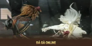Cách Chơi Đá Gà WS168 Tại K9Win Dễ Dàng Thắng Lớn