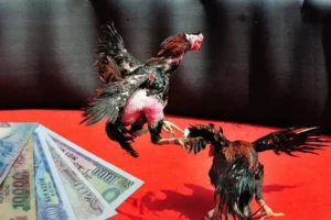 Hướng Dẫn Cách Chơi Đá Gà Sabong Tại K9Win Thắng Lớn